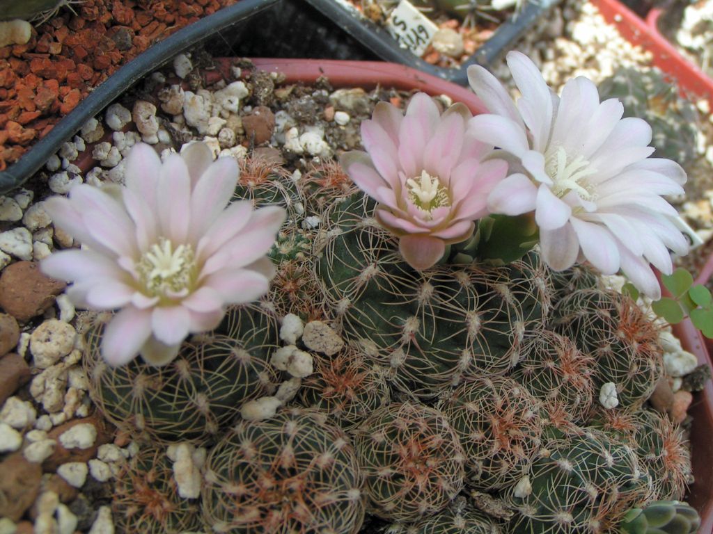 Gymnocalycium bruchii